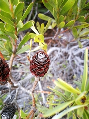 Leucadendron meridianum