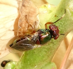 Physiphora clausa