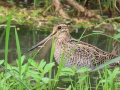 Gallinago