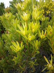 Leucadendron meridianum