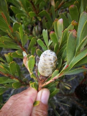 Leucadendron meridianum