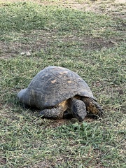 Testudo marginata