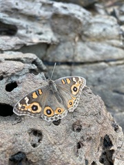 Junonia villida
