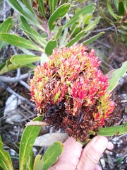 Protea witches broom phytoplasma