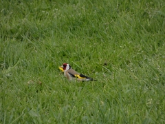 Carduelis carduelis britannica