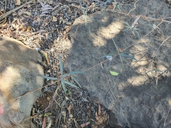 Cryptolepis cryptolepioides