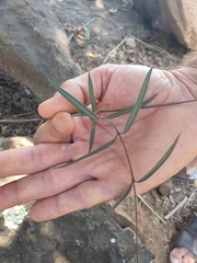 Cryptolepis cryptolepioides
