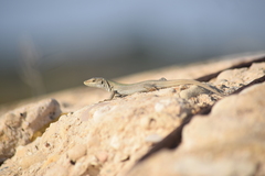 Podarcis siculus