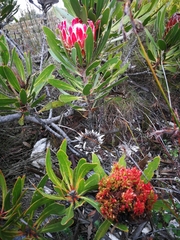 Protea witches broom phytoplasma