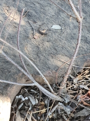 Cryptolepis cryptolepioides