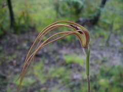 Caladenia excelsa