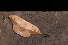 Oxytenis modestia