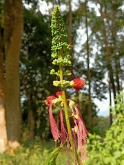 Calliandra houstoniana calothyrsus
