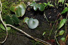 Pellaea paradoxa