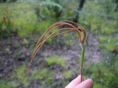 Caladenia excelsa