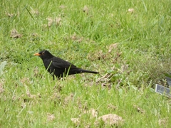 Turdus merula merula