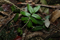 Pellaea paradoxa