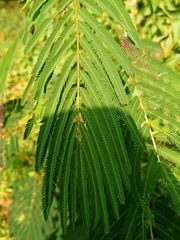 Calliandra houstoniana calothyrsus