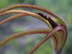 Caladenia excelsa