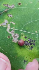 Harmandiola tremulae