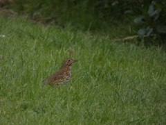 Turdus philomelos clarkei