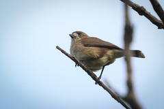 Aphelocephala leucopsis