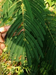 Calliandra houstoniana calothyrsus