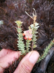 Hermannia trifoliata