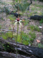 Caladenia excelsa