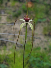 Caladenia excelsa