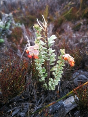 Hermannia trifoliata