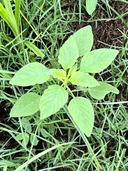 Amaranthus viridis