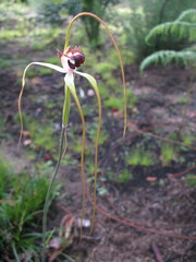 Caladenia excelsa