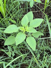 Amaranthus viridis