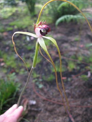 Caladenia excelsa