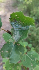 Phyllocnistis labyrinthella