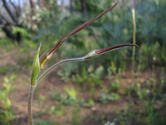 Caladenia excelsa