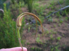 Caladenia excelsa