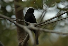 Melaenornis pammelaina
