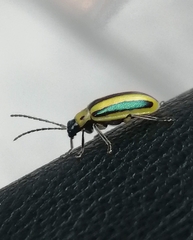 Amphelasma cavum
