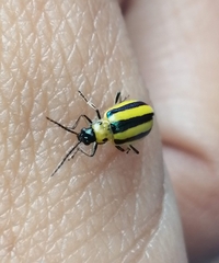 Amphelasma cavum