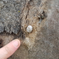 Limacodidae