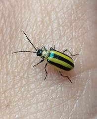 Amphelasma cavum