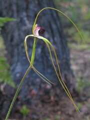 Caladenia excelsa