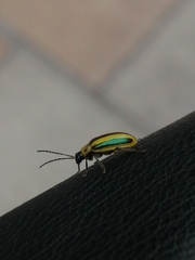 Amphelasma cavum
