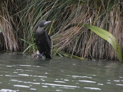 Phalacrocorax sulcirostris