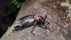 Erotylidae