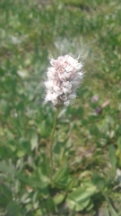 Bistorta bistortoides