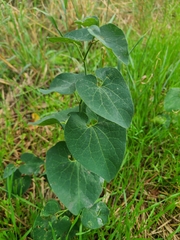 Aristolochia clematitis