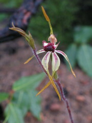 Caladenia magniclavata
